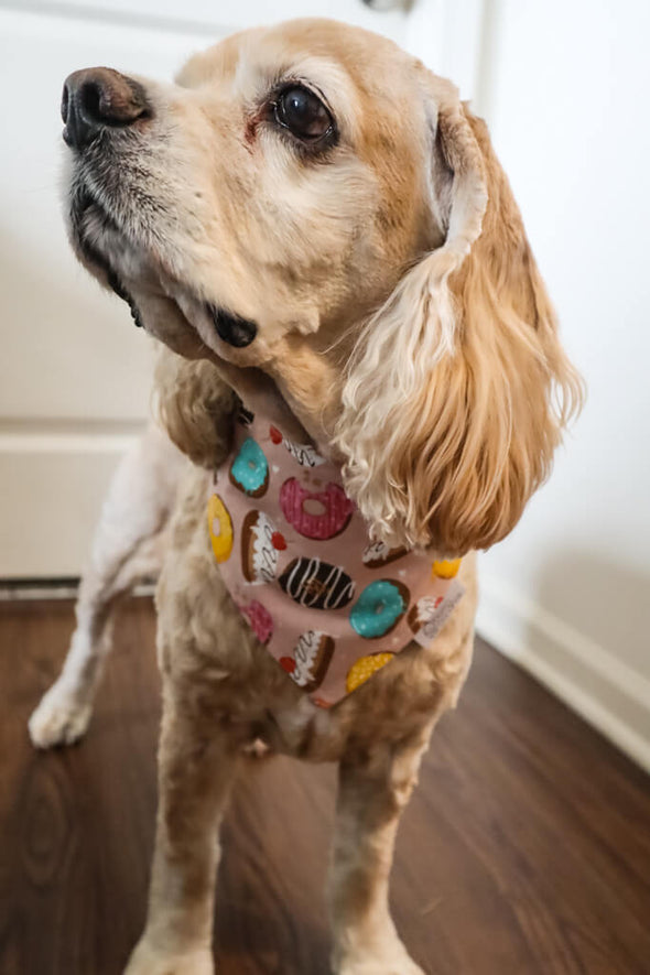 Dog modeling a reversible dog bandana with dessert (donuts and cake) on one side and sprinkles on the other side